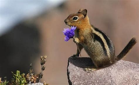 Squirrel With Flower » Funny, Bizarre, Amazing Pictures & Videos