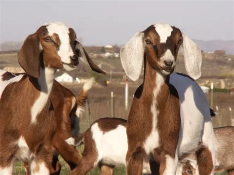 Dwarf Nubian Goats for Sale!