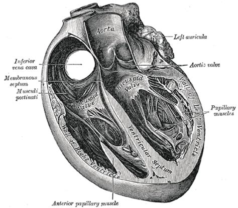 What is the function of pectinate muscles of heart ? | Dr.S.Venkatesan MD