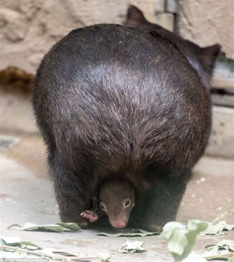 It's my posing pouch! Baby wombat peeks out for the cameras after snuggling in to mummy's tummy ...