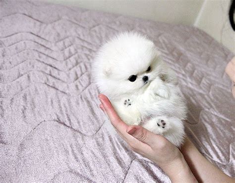 Pomeranian Teacup Tea Cup Pomeranian Teacup Cute Puppies - Pets Lovers