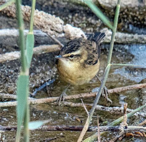 Sedge Warbler Photograph by William Bitman - Fine Art America