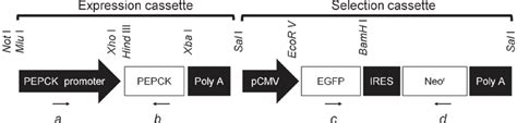 Schematic structure of the targeting vector. The targeting vector... | Download Scientific Diagram