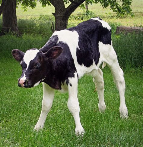 1,000+ Free Calf & Cow Photos - Pixabay