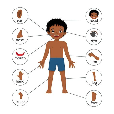 Premium Vector | Little African boy poster of human body parts with ...