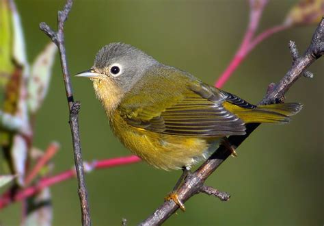 Nashville Warbler | Passerine bird, Bird, Animals