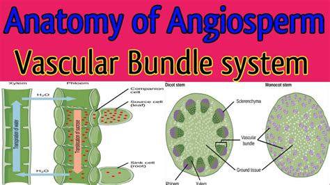 Vascular tissue in plant || origin of vascular bundle || components of vascular bundle - YouTube