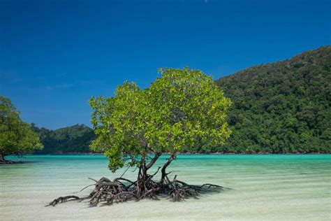 10 Things You Need To Know About Mangrove Forests - Underwater360