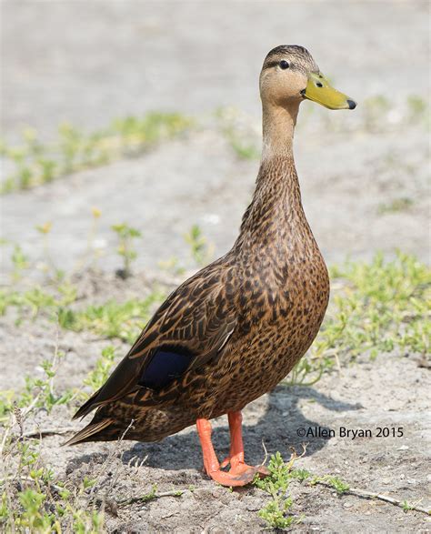 Mottled Duck | VisitingNature