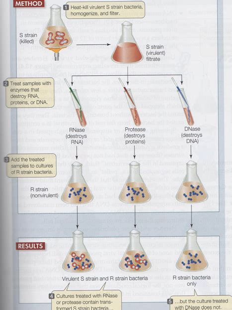 Solved Review the experiment by Avery, MacLeod and McCarty | Chegg.com