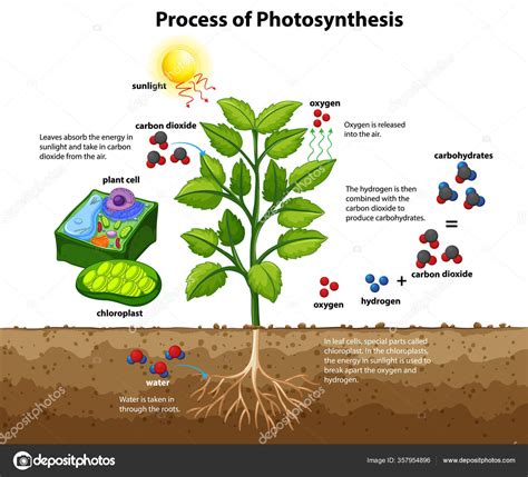 Plant Photosynthesis Diagram