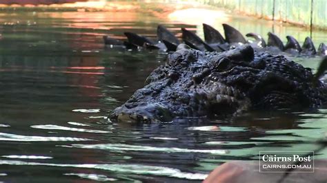 Cassius World' S Largest Crocodile In Captivity Green Island Australia ...