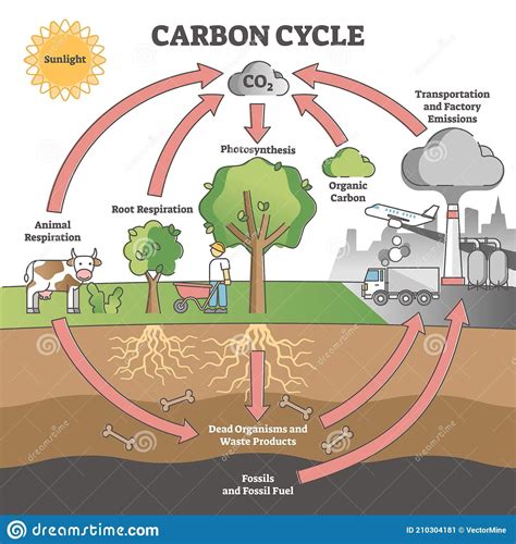 Carbon Dioxide Cycle, Carbon Cycle, Science Lessons, Teaching Science, Science Projects ...