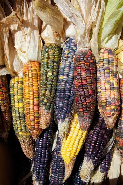 79 best Colors of Indian Corn images on Pinterest | Autumn, Seeds and Vegetables