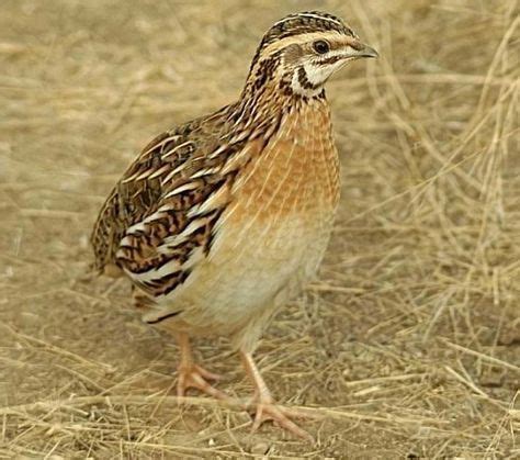 Quail Farming. Facts about the birds and how to raise them. | Criar codornices, Aves de corral ...