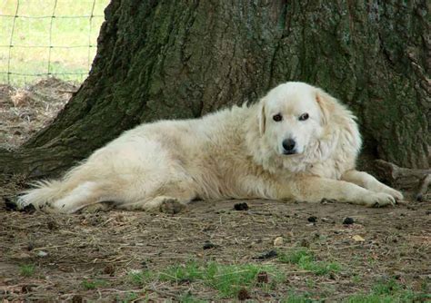 Maremma Sheepdog dog near the tree photo and wallpaper. Beautiful Maremma Sheepdog dog near the ...