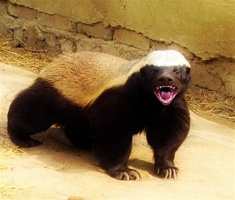 Just Not Said: Honey badgers: the ultimate badasses