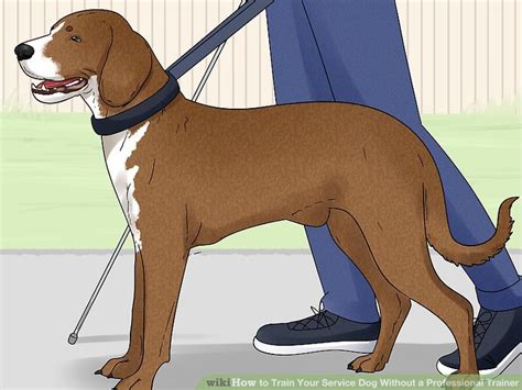 14 Ways to Train Your Service Dog Without a Professional Trainer