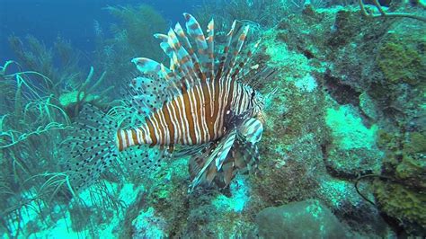 Giant Red Lionfish, Sea Aquarium house reef, Curacao - YouTube