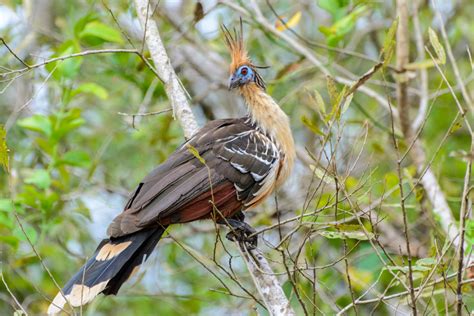 Hoatzin | CRITTERFACTS