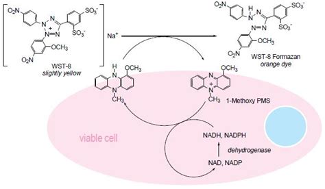 Cell Counting Kit-8 (CCK-8) Cell Proliferation / Cytotoxicity Assay DOJINDO