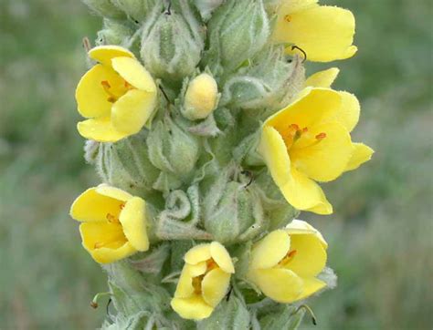 Common Mullein - WeedAlert