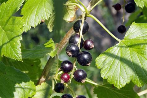 Black Currant Cultivation - Varieties, and Planting | Agri Farming