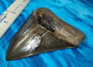 Giant Super Sharp Museum Quality Megalodon Shark Tooth With Amazing Bite Marks in the Enamel ...