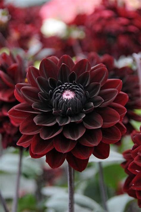 One of the darkest Dahlias with its masses of dark velvety red flowers, almost black at their ...