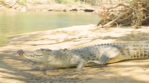 Crocodile Conservation - The Largest Croc Research Project In The World!