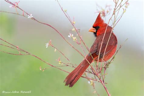 Northern Cardinal Song