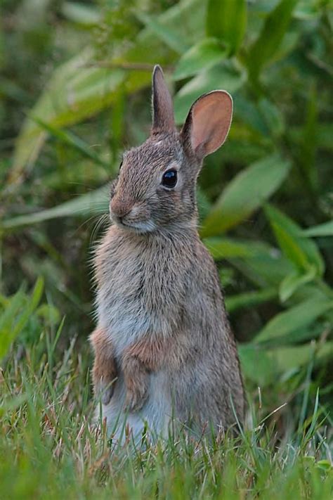 Posing Cottontail Rabbit Photograph by ... | Wild bunny, Rabbit pictures, Cute baby animals