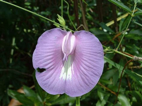 Beaked Butterfly Pea | Florida native plants, Florida plants, Native garden