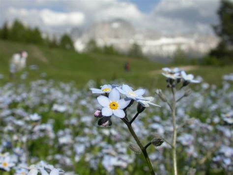 Alpine Tundra Plants List