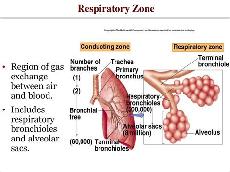 Respiratory system power point - презентация онлайн