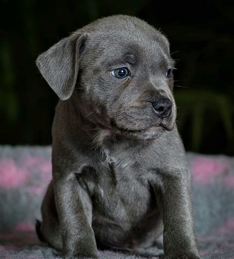 Priority Waiting List | Blue Staffordshire Bull Terrier Kennel Breeders ...