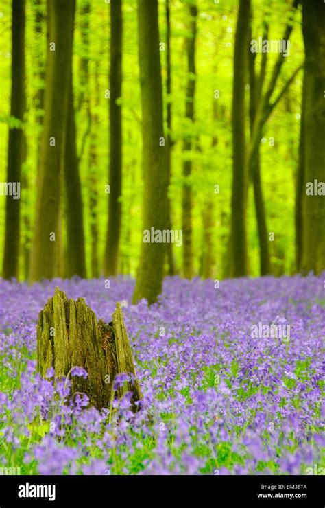 Bluebells on Ashridge Estate Stock Photo - Alamy