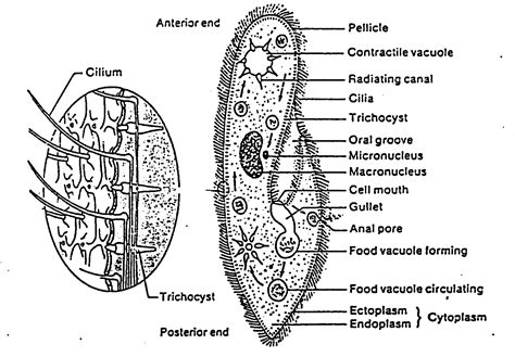 Structure and Classification of Paramecium caudatum - BEARNITHI BLOG