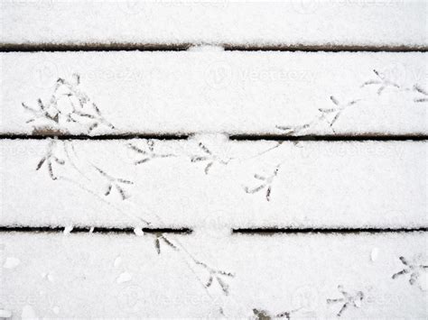 bird tracks in the snow. A pattern of footprints. 11902486 Stock Photo at Vecteezy