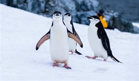 Are There Penguins In Alaska? - Maine News Online