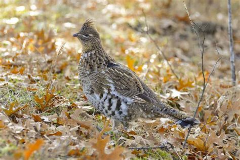 Discover the Official State Bird of Pennsylvania - A-Z Animals