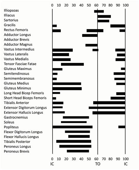 21 Muscle activity across the running gait cycle The timing of muscle ...