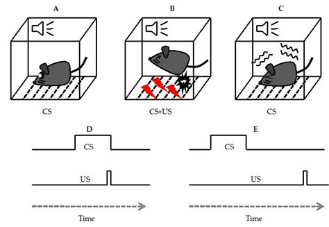 Cellular Mechanisms in the Amygdala Involved in Memory of Fear Conditioning | IntechOpen