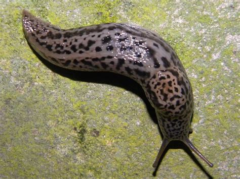 All the colours of the rainbow: 8 bizarre Australian slugs