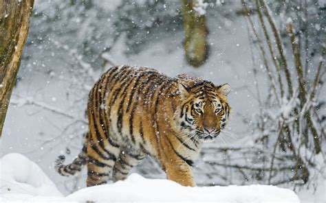 Animals in Snow Wallpaper - WallpaperSafari