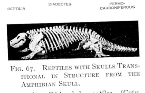 Dinosaur Skeletal Reconstruction Prehistoric Animal Bones - Diadectes ...