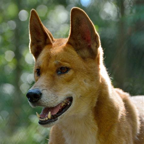 Is Dingo A Dog Breed