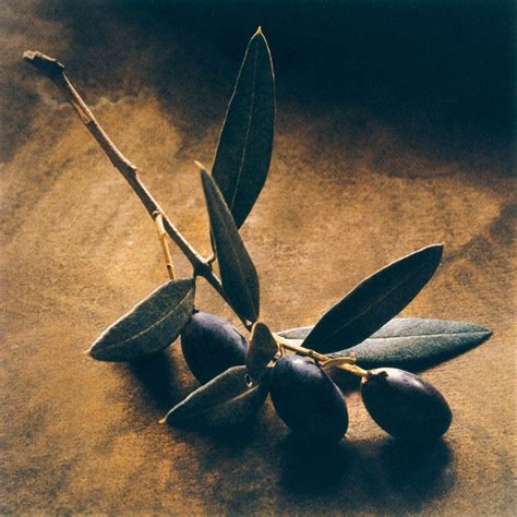 The symbolism of the olive tree in Christianity – Gold Grelia