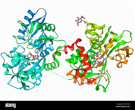 Serum transferrin molecule Stock Photo - Alamy