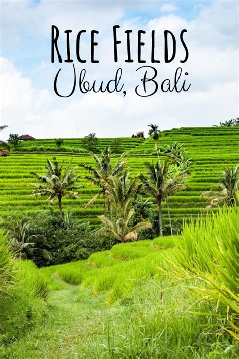 Guide to Ubud Rice Fields [and Around]- the Famous Rice Terraces in Bali, Indonesia - Drifter Planet